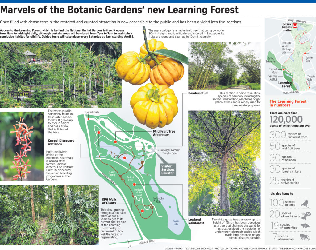 Marvels_of_Botanic_Gardens_new_learning_forest_Goodclassbungalowarea