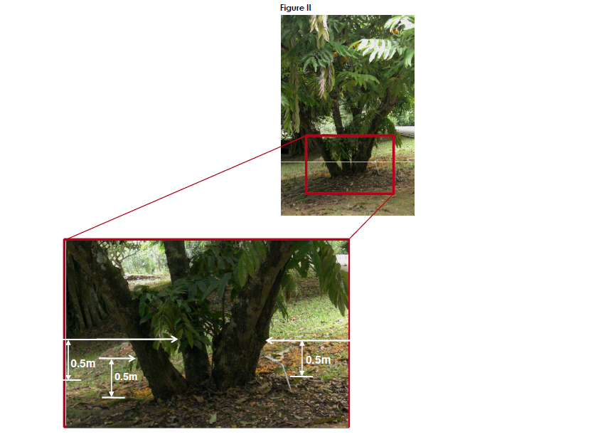 Method of measuring girth of a tree (2)